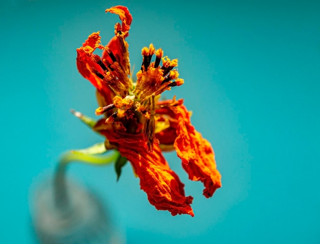 Orange dry flower closeup with yellow stamens on a blue background Copy space