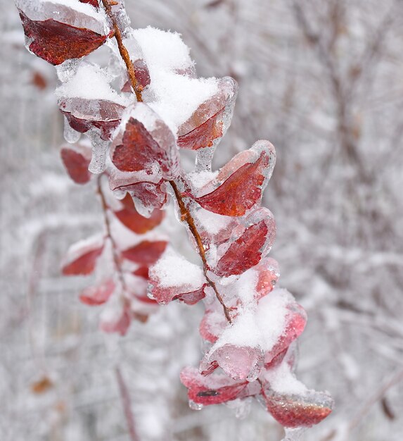 Orange dry leaf growing on a branch covered with ice