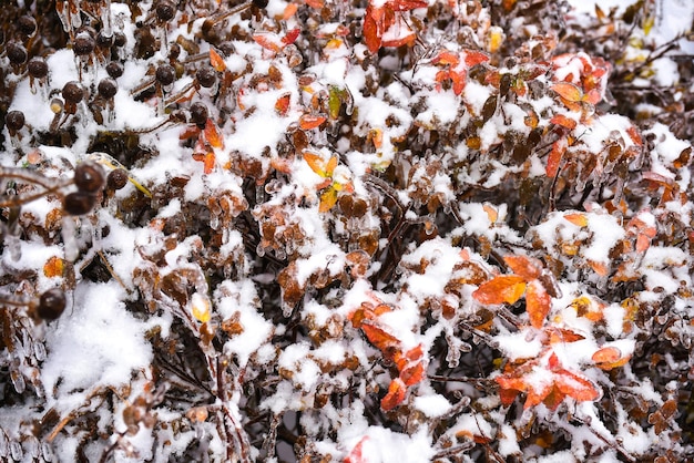 冬の日に氷で覆われた枝に生えているオレンジ色の乾燥した葉