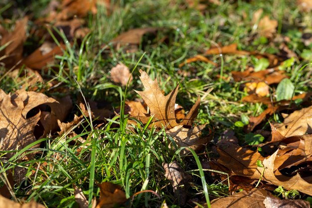 Orange dry oak foliage in the autumn season