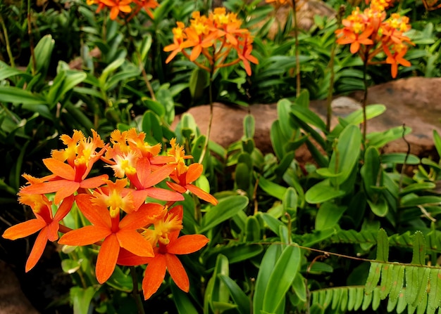 庭のオレンジ色のエピデンドラム蘭の花