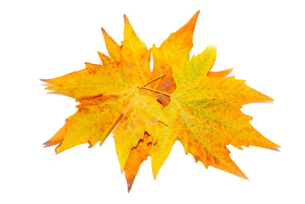 Orange fall maple leaves isolated on white.