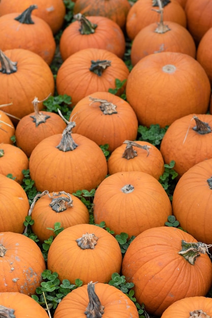 Foto zucche autunnali arancioni preparazione per l'arredamento di halloween