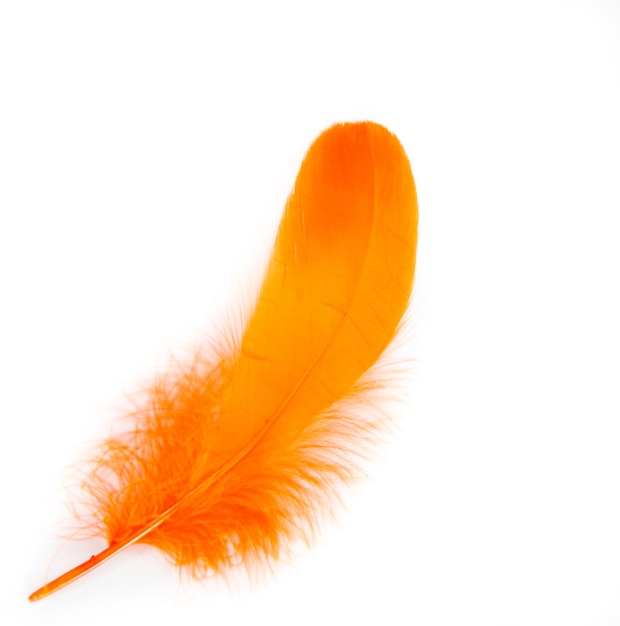 Photo orange feather white background