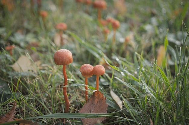 Orange filigree mushrooms on a meadow Macro view from the habitat Nature photo Photo from Brandenburg