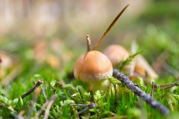 Orange filigree mushrooms in moss on forest floor Macro view from the habitat