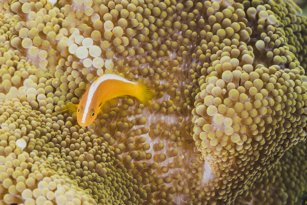 Pesce arancione su uno sfondo di anemone