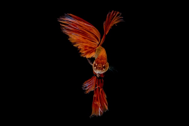 Orange fish isolated on black background