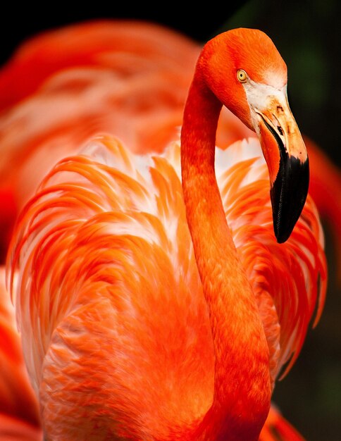 Orange flamingo