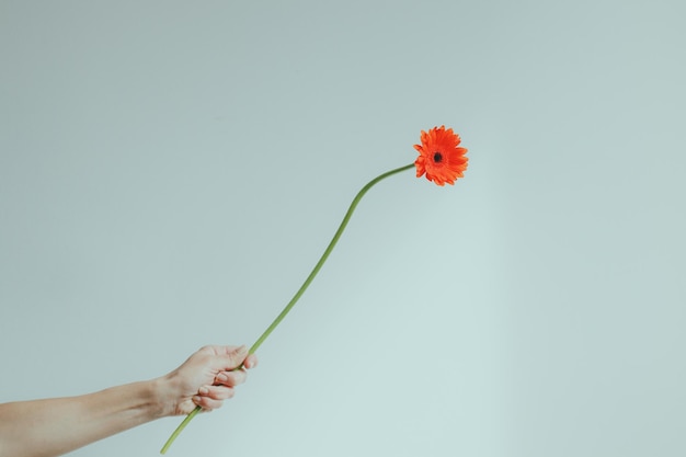 Photo orange flower                  awards 2021 the minimalist