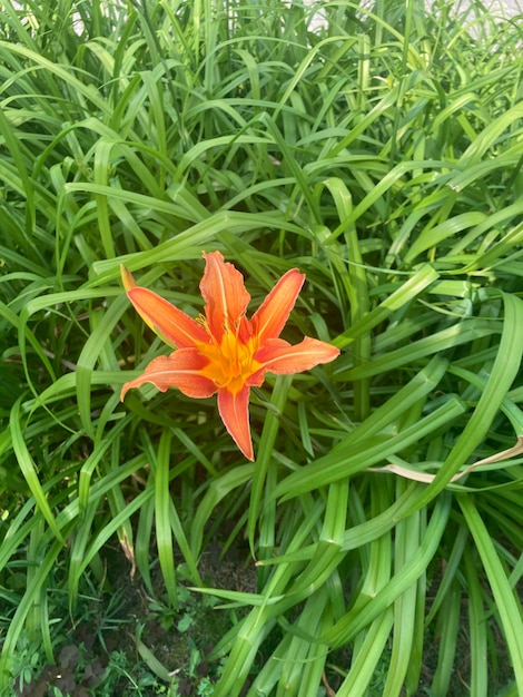 Orange flower on a background of green grass closeup