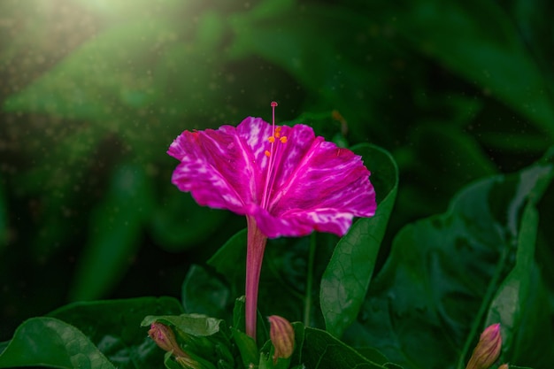 庭の緑の葉の背景にあるオレンジの花