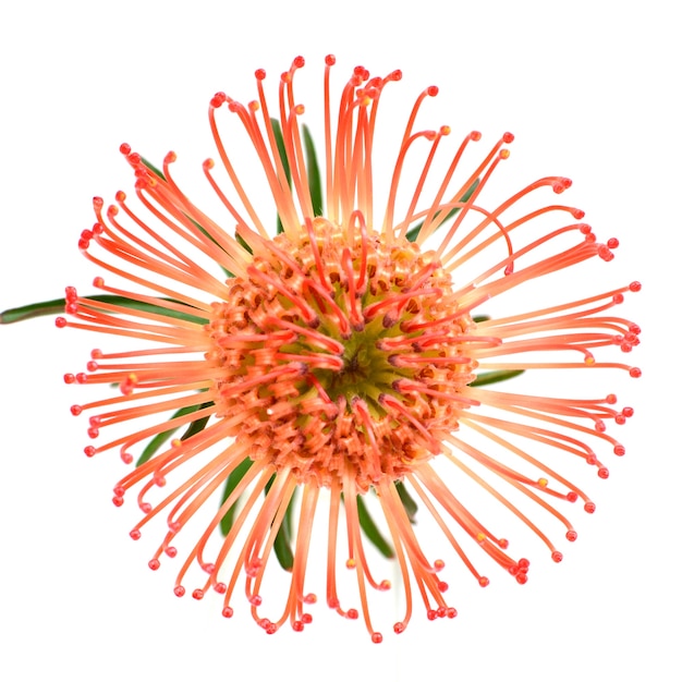 Orange flower for background 