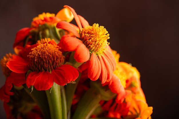 Photo orange flower beautiful orange flower in detail with dark background selective focus