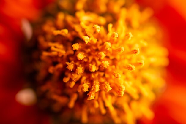 Photo orange flower beautiful orange flower in detail with dark background selective focus