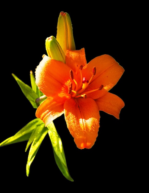 Orange flower on a black background An isolated flower Bright lily