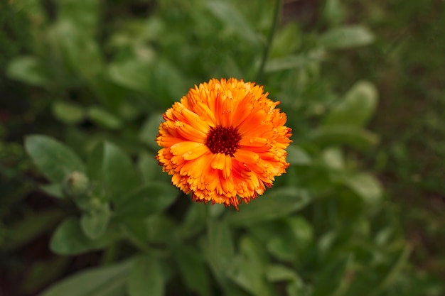 Orange flower on a blurred green field