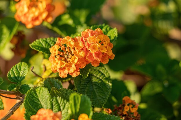 Orange flower of common lantana plants of the species lantana camara with selective focus