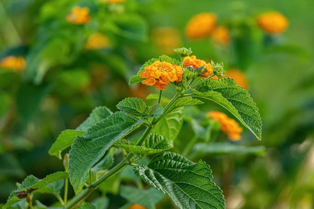 一般的なランタナのオレンジ色の花