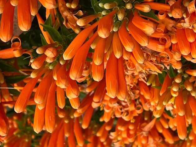 Photo orange flower fire flaming trumpet firecracker vine orange vine photo