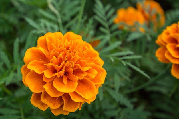 orange flower in garden