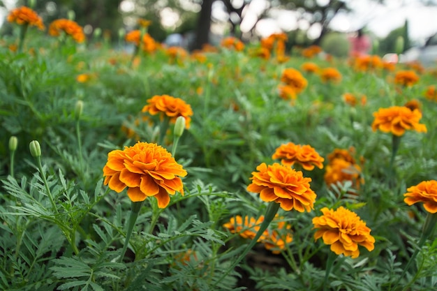 庭のオレンジ色の花