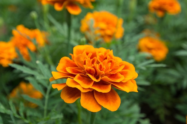 orange flower in garden