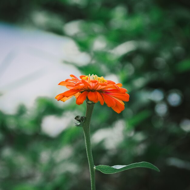 庭のオレンジ色の花。