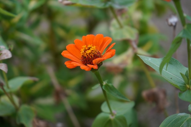 庭のオレンジ色の花