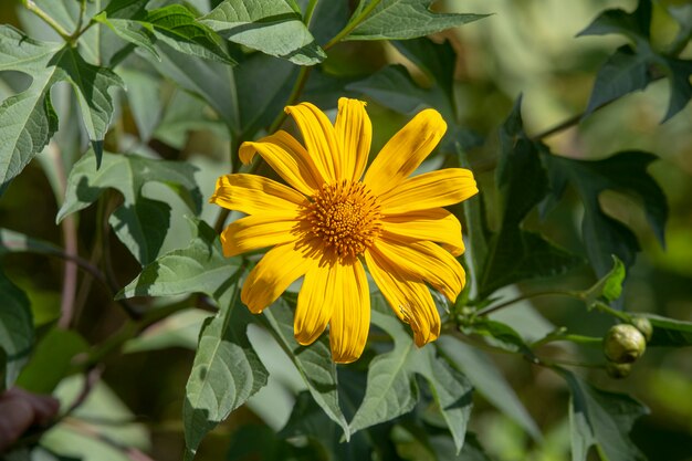 Orange flower on the garden