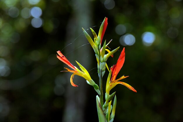 Orange flower on the garden