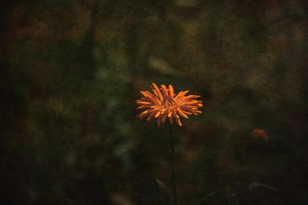 Photo orange flower growing in the garden on a neutral background on a summer day