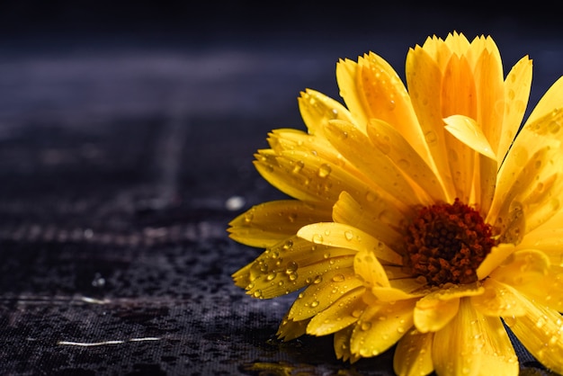 Orange flower isolated on white background