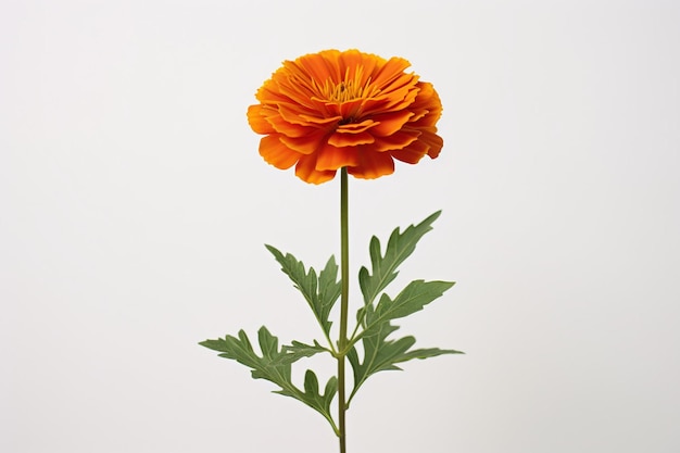 Orange flower of marigold lat tagetes isolated on white background