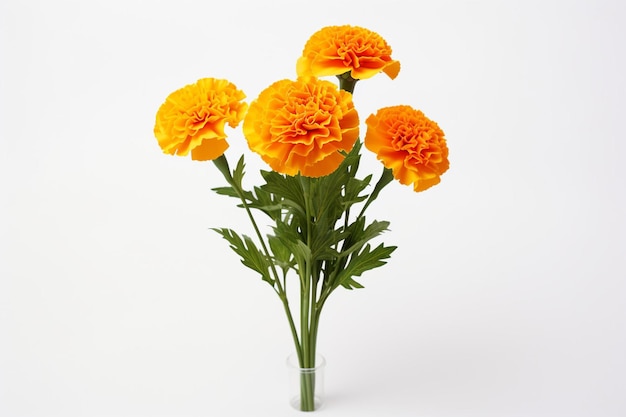 Orange flower of marigold lat tagetes isolated on white background