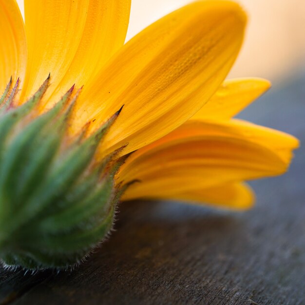 オレンジ色の花びら