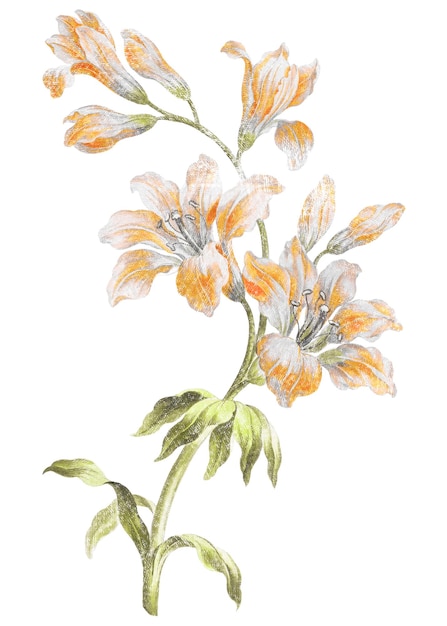 Orange flower png sticker illustration on transparent background