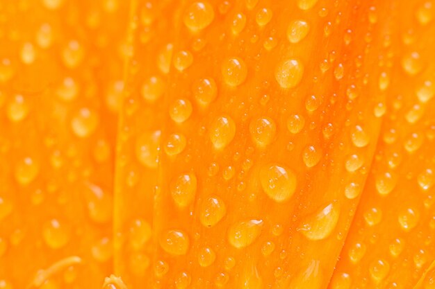 Orange flower and water drop on petal closeup selective focus