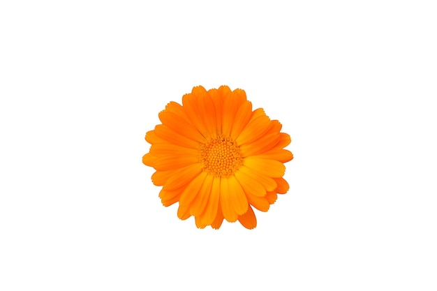 Orange flower on a white background isolated Beauty is in nature