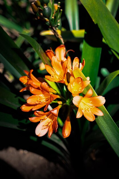 Photo orange flower in the wild