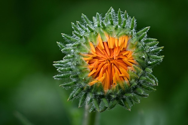 orange flower with background