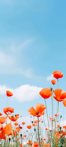 Orange flower with sky view