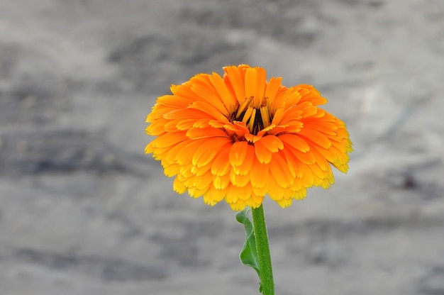 Photo orange flower