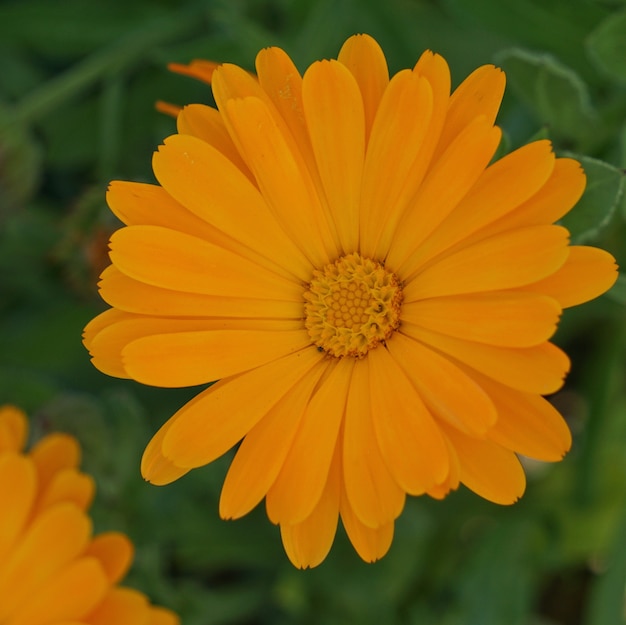 the orange flower        