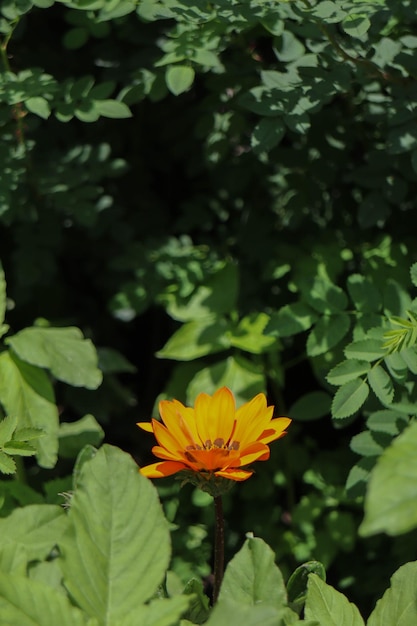 Photo orange flower