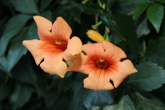 写真 オレンジ色の花