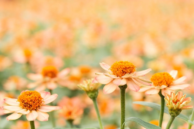 Orange flower