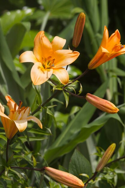 Orange Flower