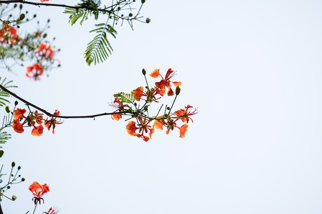 アジアのオレンジの花