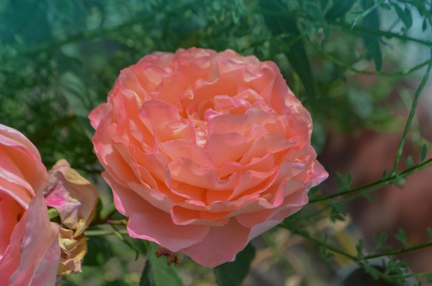 Photo orange flowering rosa crown princess margareta in garden